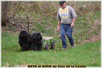 Bouvier des Flandres copyright Elevage du Clos de la Luette